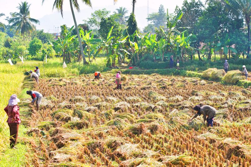 Petani Indonesia