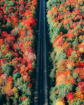 从空中俯瞰，道路两侧的秋叶生机盎然，尽显秋色之美