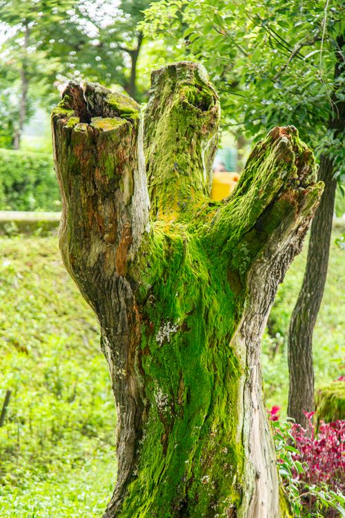 Free Vivid moss-covered tree stump amidst vibrant greenery in a peaceful park. Stock Photo