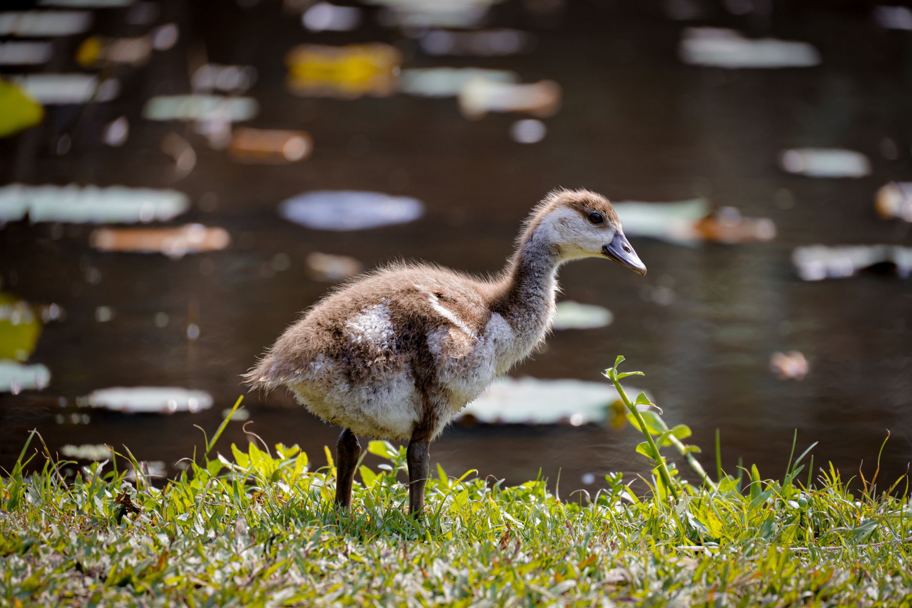 A fluffy gosling stands on green grass near water, capturing a serene moment in nature.