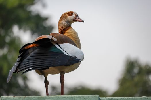 Close-up of an Egyptian Goose with vibrant plumage outdoors.