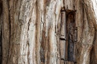 Close-up of Weathered Tree Bark Texture