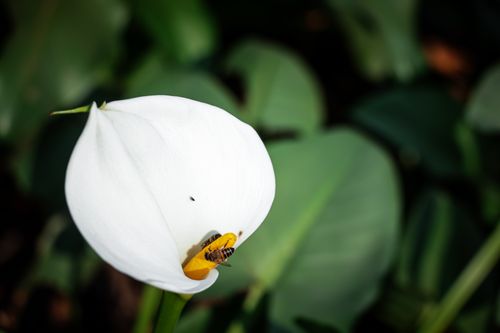 Free Close-up of a bee pollinating a white calla lily with green leaves in the background. Stock Photo