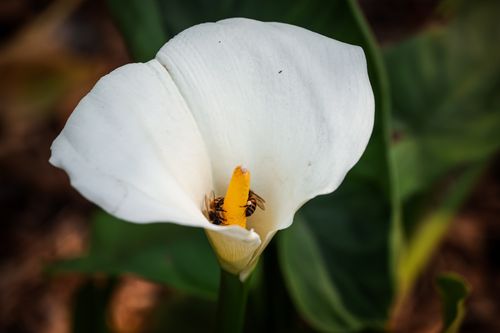 Free Close-up of two bees pollinating a white Calla lily flower in a garden setting. Stock Photo
