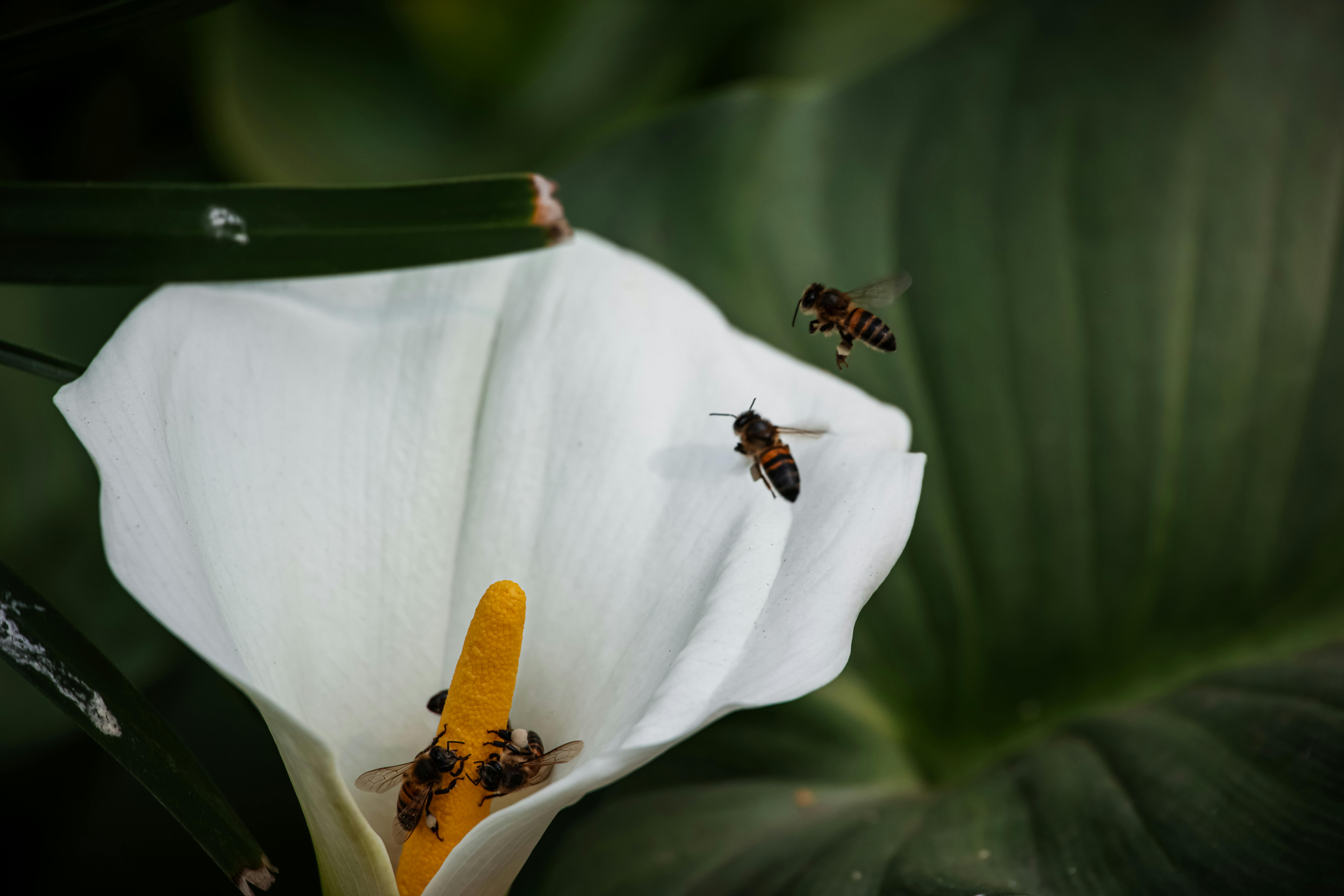 A close-up shot of bees pollinating wildflowers in a highway median, showcasing the biodiversity it supports.