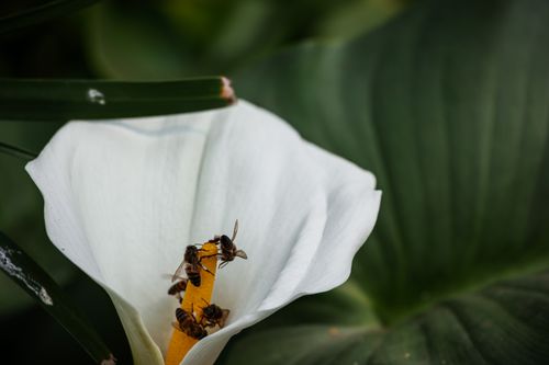 Free Close-up of honey bees pollinating a white calla lily in a lush garden. Stock Photo