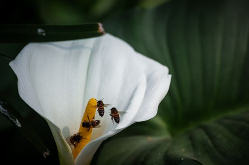 Free Close-up of honey bees gathering pollen on a blooming white calla lily in a garden setting. Stock Photo