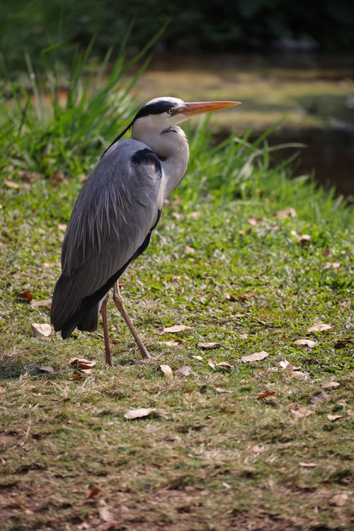 Free Graceful grey heron poised in a verdant meadow by water, showcasing natural beauty. Stock Photo