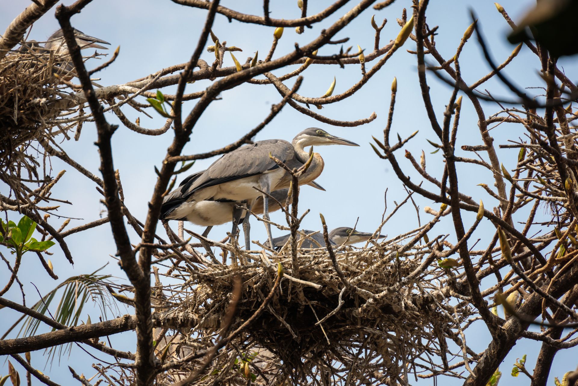 Free stock photo of animals, big birds, birds