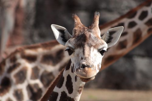 Free Detailed close-up of a giraffe's face highlighting unique patterns and expressions. Stock Photo