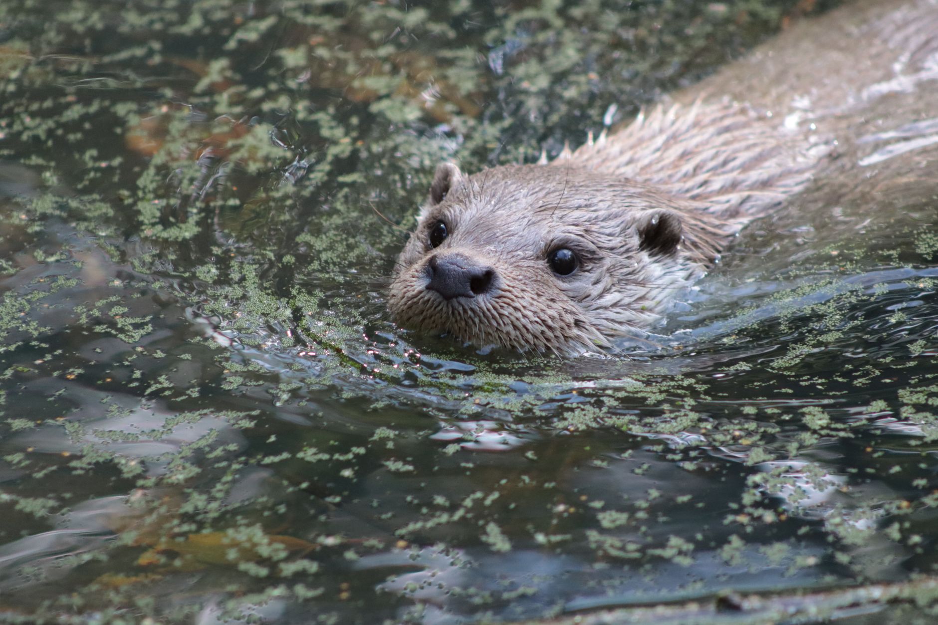 Otter.ai Pricing: Is It Worth the Money?