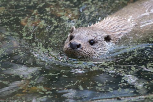 Free Captivating photo of an otter gliding through water surrounded by algae, embodying serene wildlife moments. Stock Photo