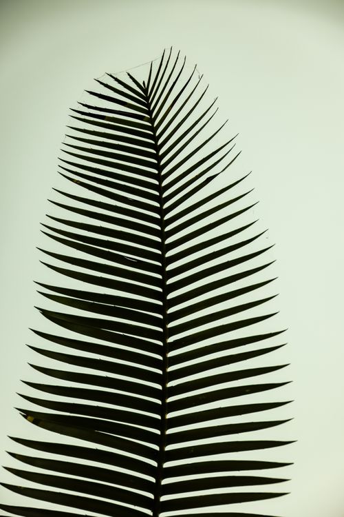 Free Artistic capture of a palm leaf silhouette on a clear sky background. Stock Photo