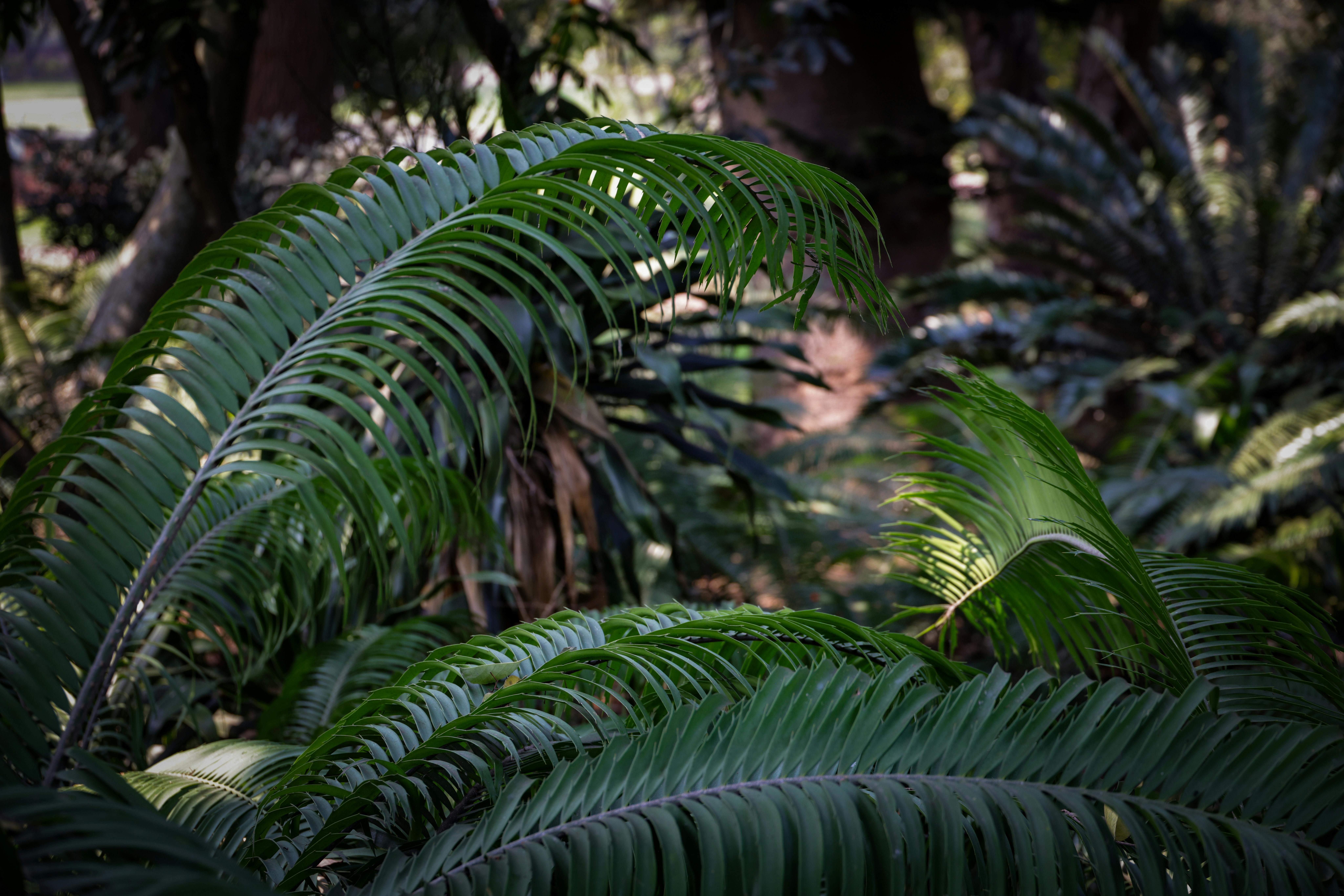 Fluchtdorn: Die gärtnerische Weisheit hinter der Schattenpflanze