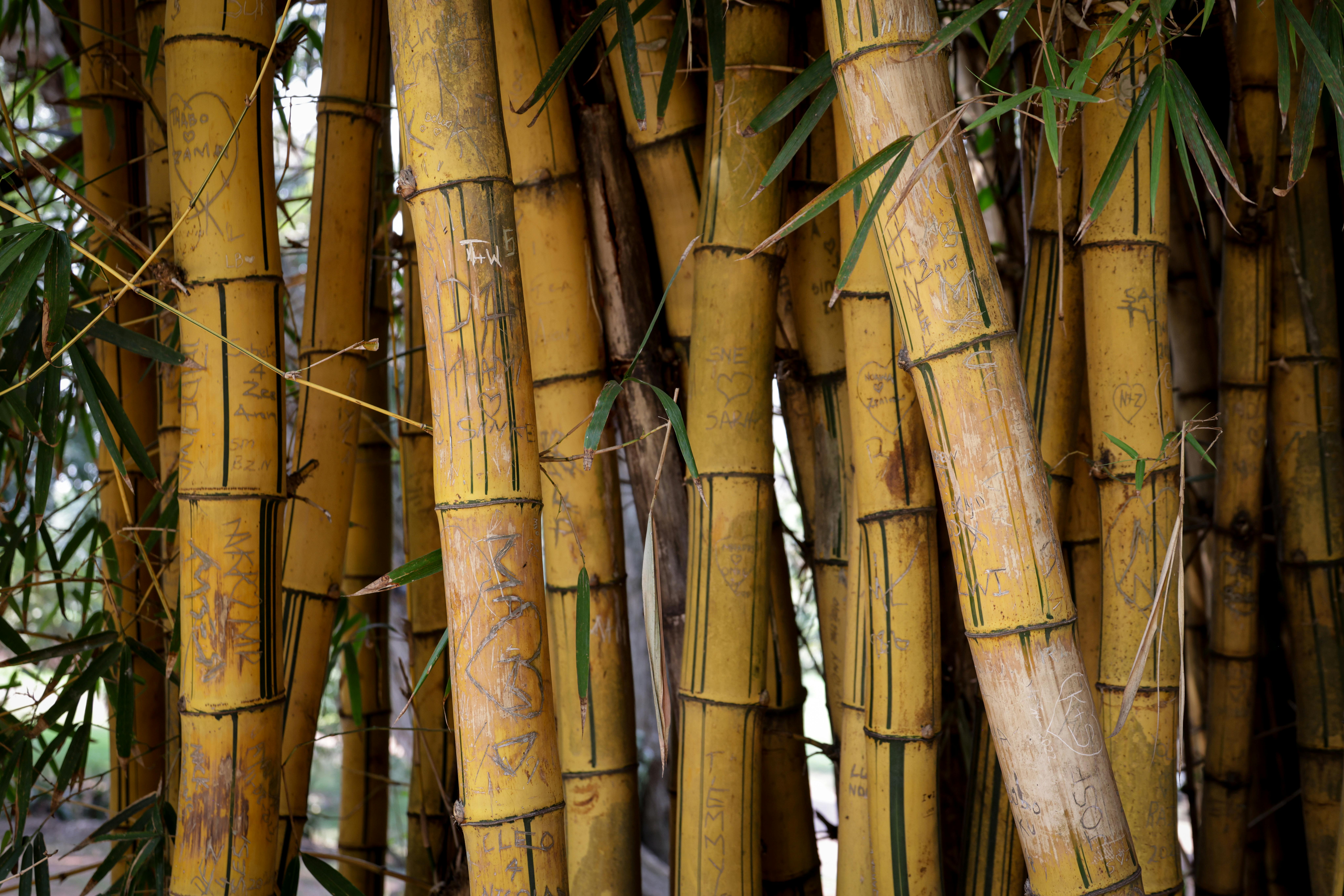 A detailed shot of bamboo stems with carvings, showcasing texture in a natural setting.