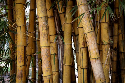 A detailed shot of bamboo stems with carvings, showcasing texture in a natural setting.