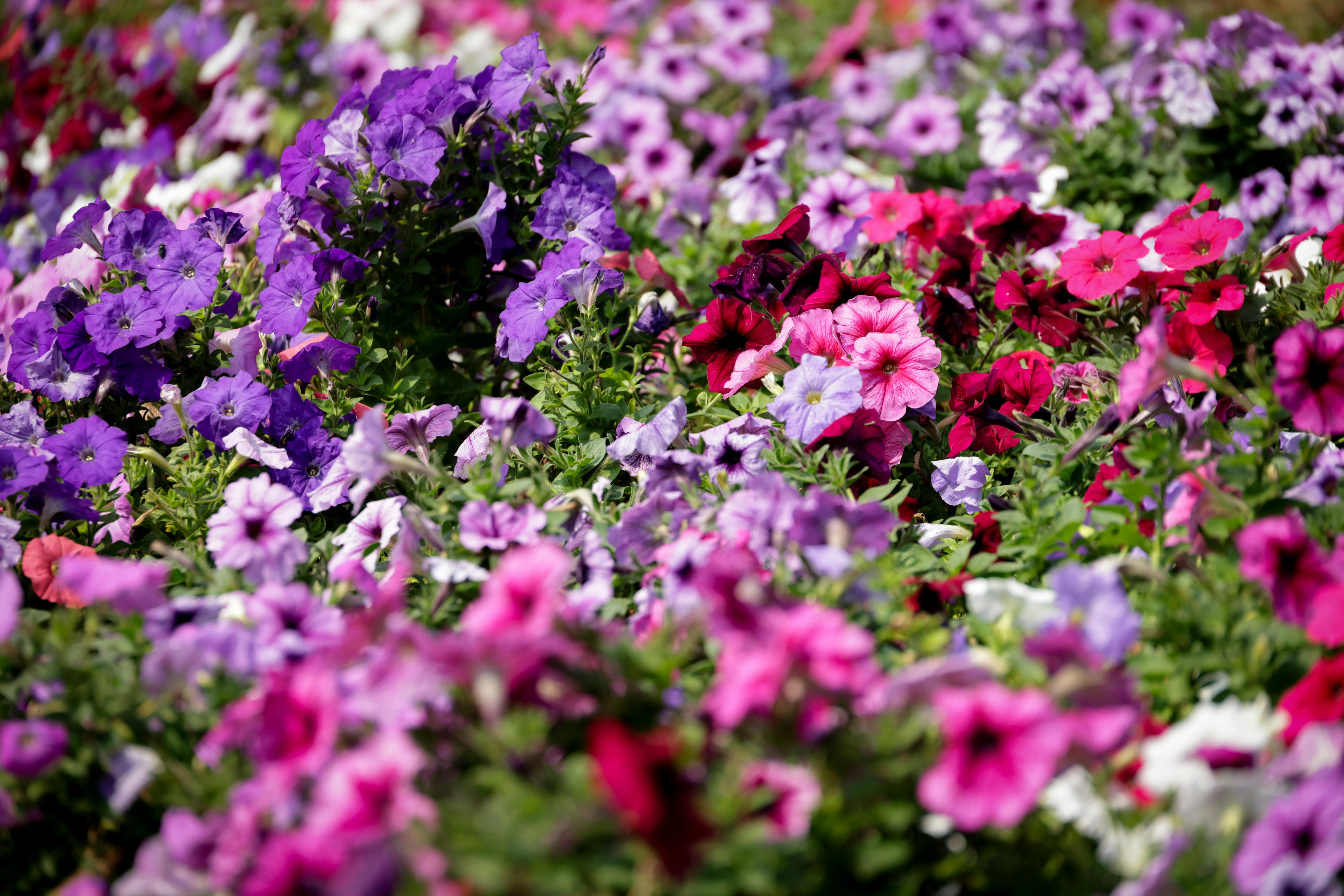 Explore a lush garden filled with colorful petunias, capturing the essence of summer blooms.