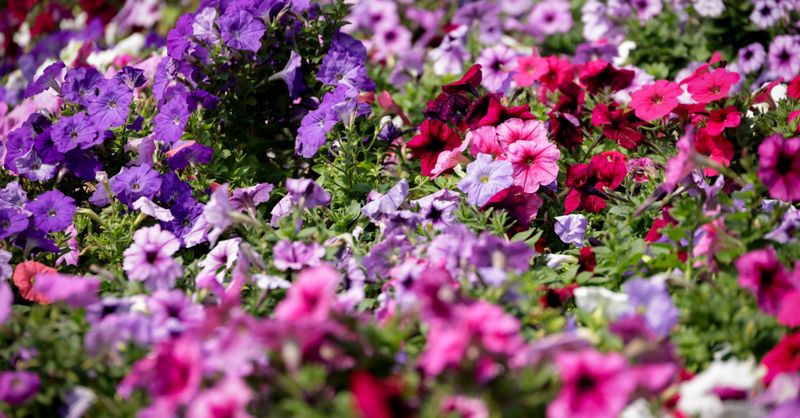 Fleurs Été : Top 20 Variétés Colorées 2026