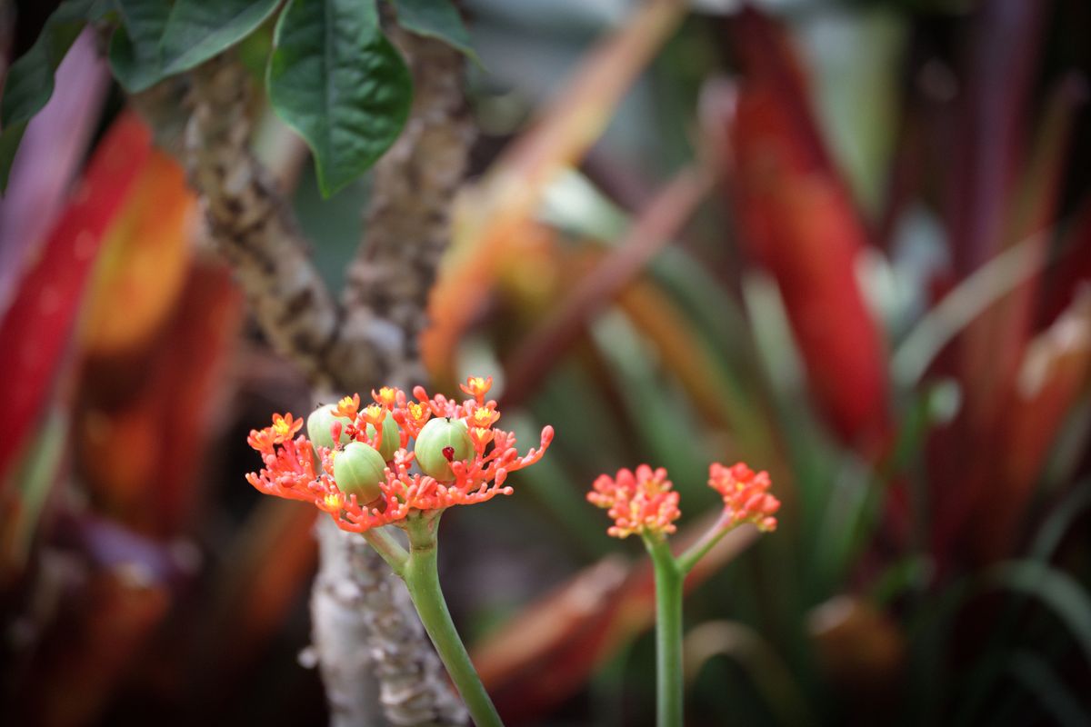Flora tropical de la región