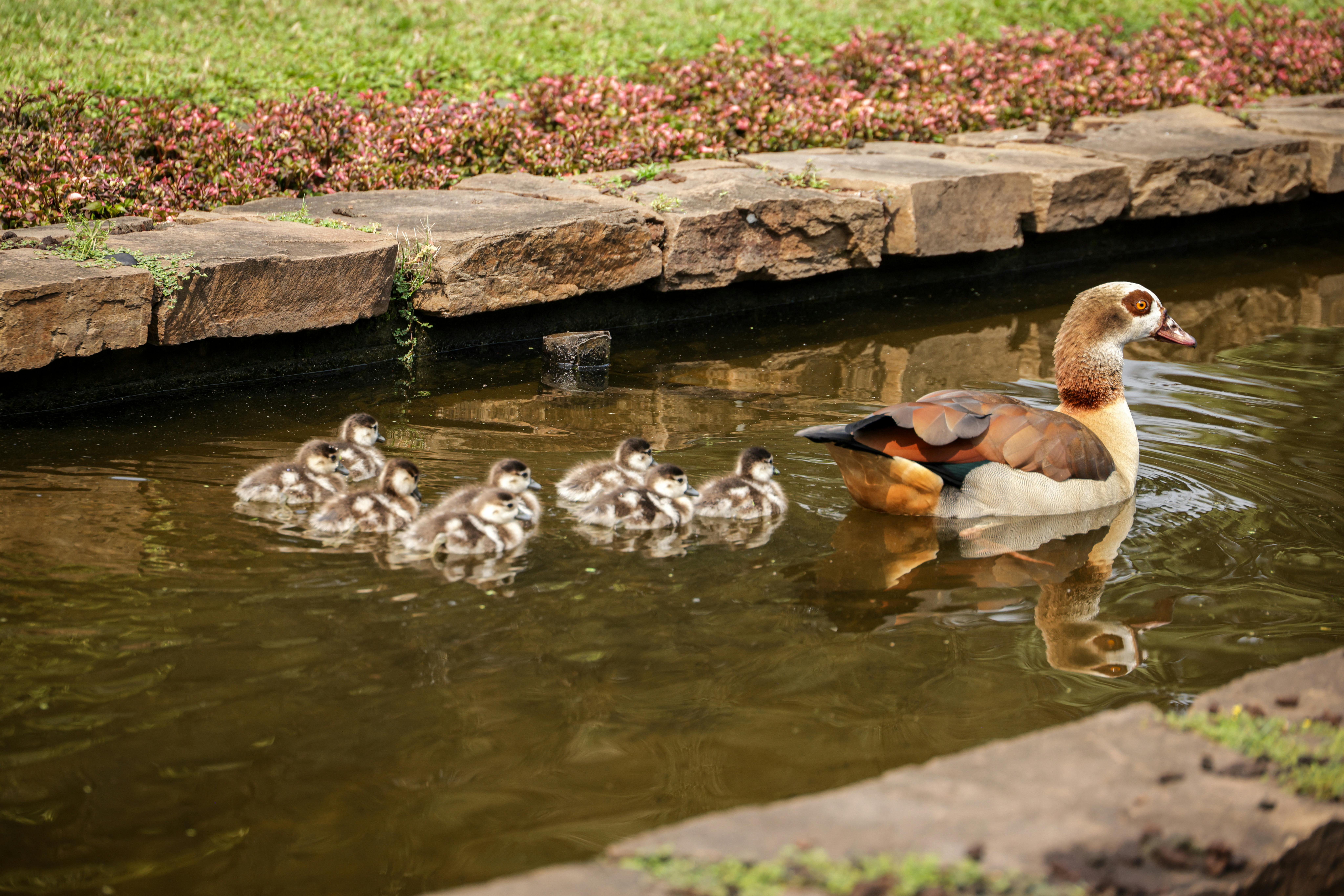 Family travel 5: Trips for animal lovers — Photo by Magda Ehlers on Pexels