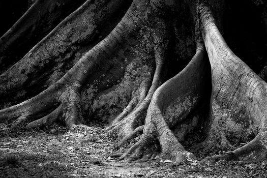 Close-up of textured tree trunk roots in monochrome, highlighting nature's intricate details.
