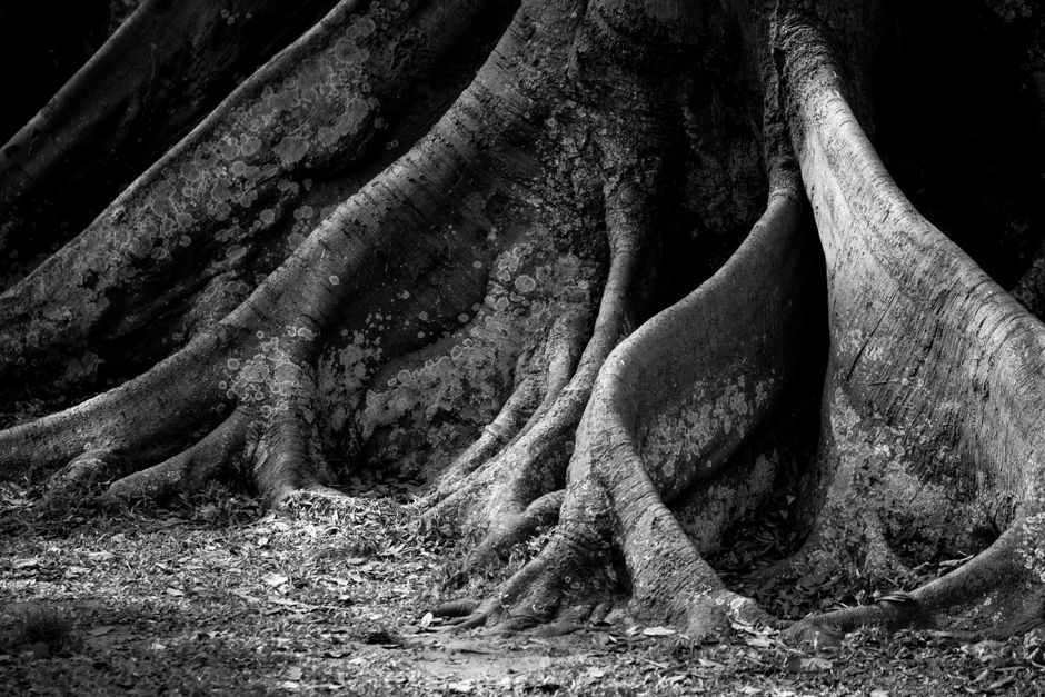 Close-up of tree roots in monochrome — iboga root bark from Tabernanthe iboga is the source of both the ceremonial plant and isolated ibogaine