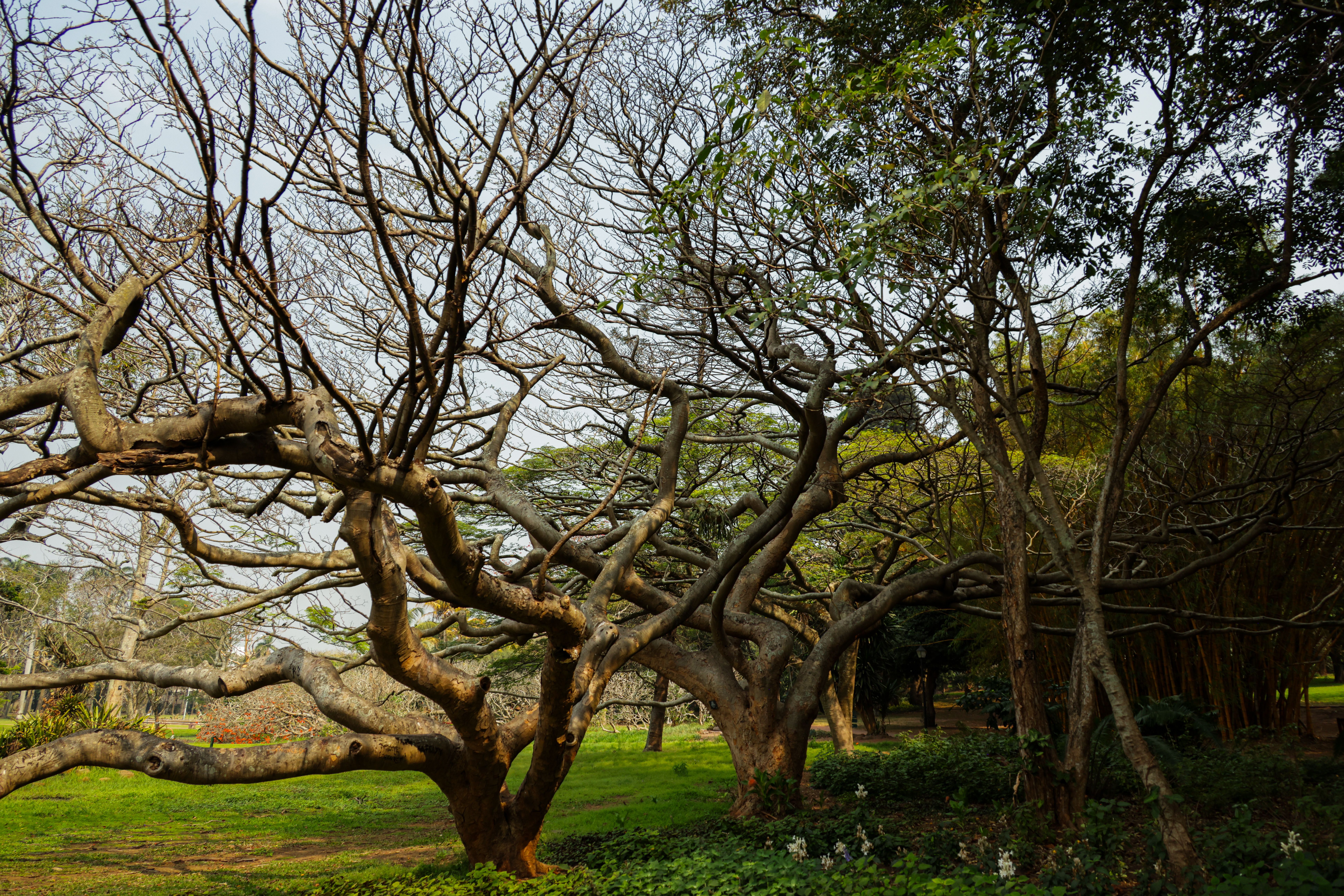 Majestic Bare Trees in a Lush Garden Landscape · Free Stock Photo