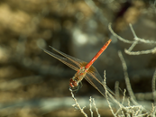 Detailed macro shot of a red dragonfly perched on a twig, showcasing its intricate wings.