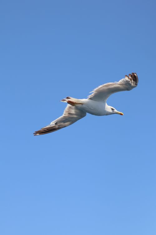 Free A lone seagull gracefully soars against a bright blue sky, captured mid-flight. Stock Photo