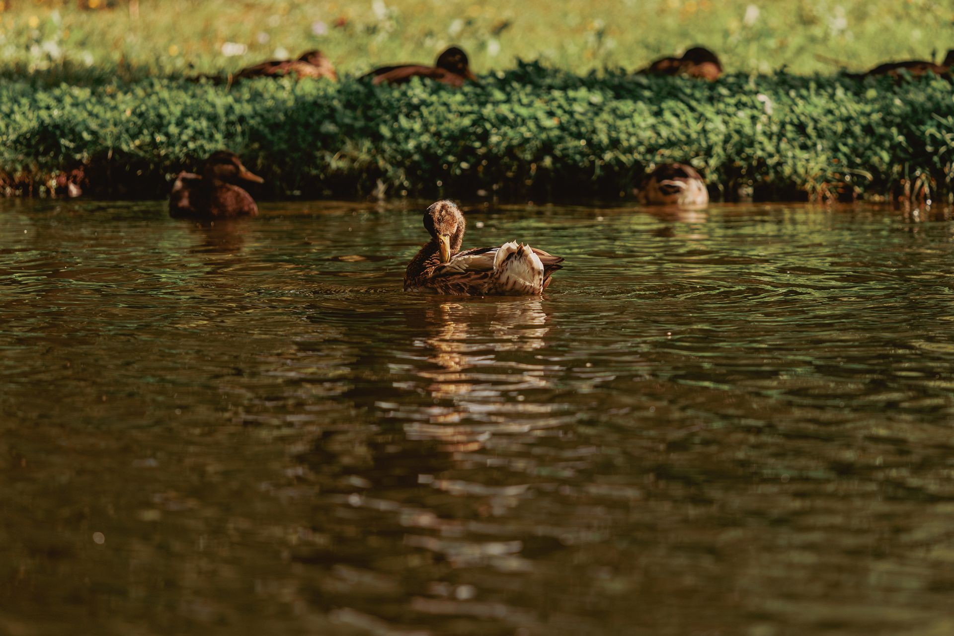 A group of ducks swimming peacefully in a sunlit pond surrounded by lush greenery.