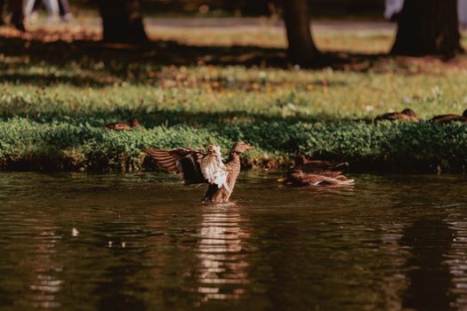 Woman Rescued After Incident at Rockcliffe Park's 'The Pond' in Ottawa
