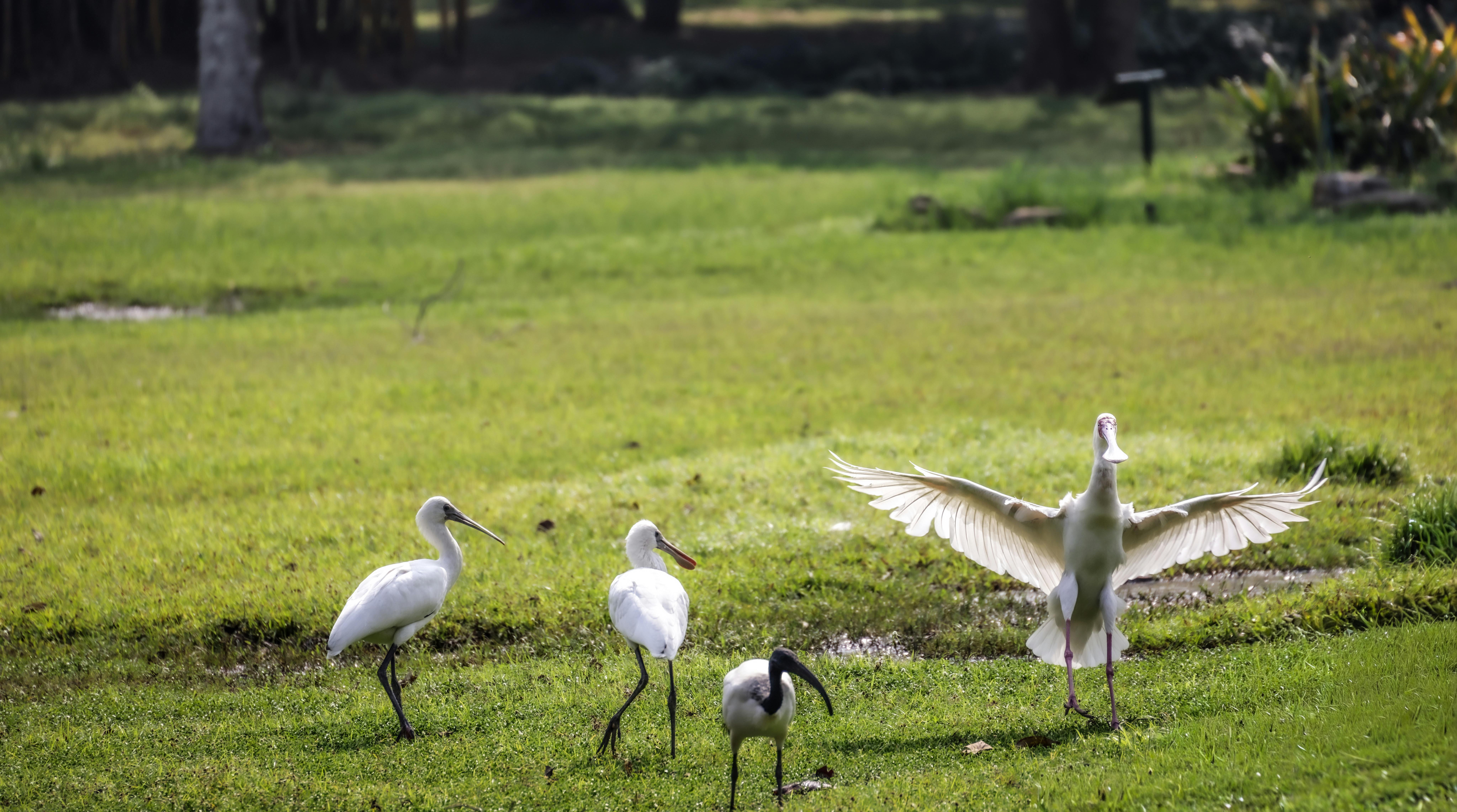 Brief Bird Encounters: Exploring Nature's Smallest Doses