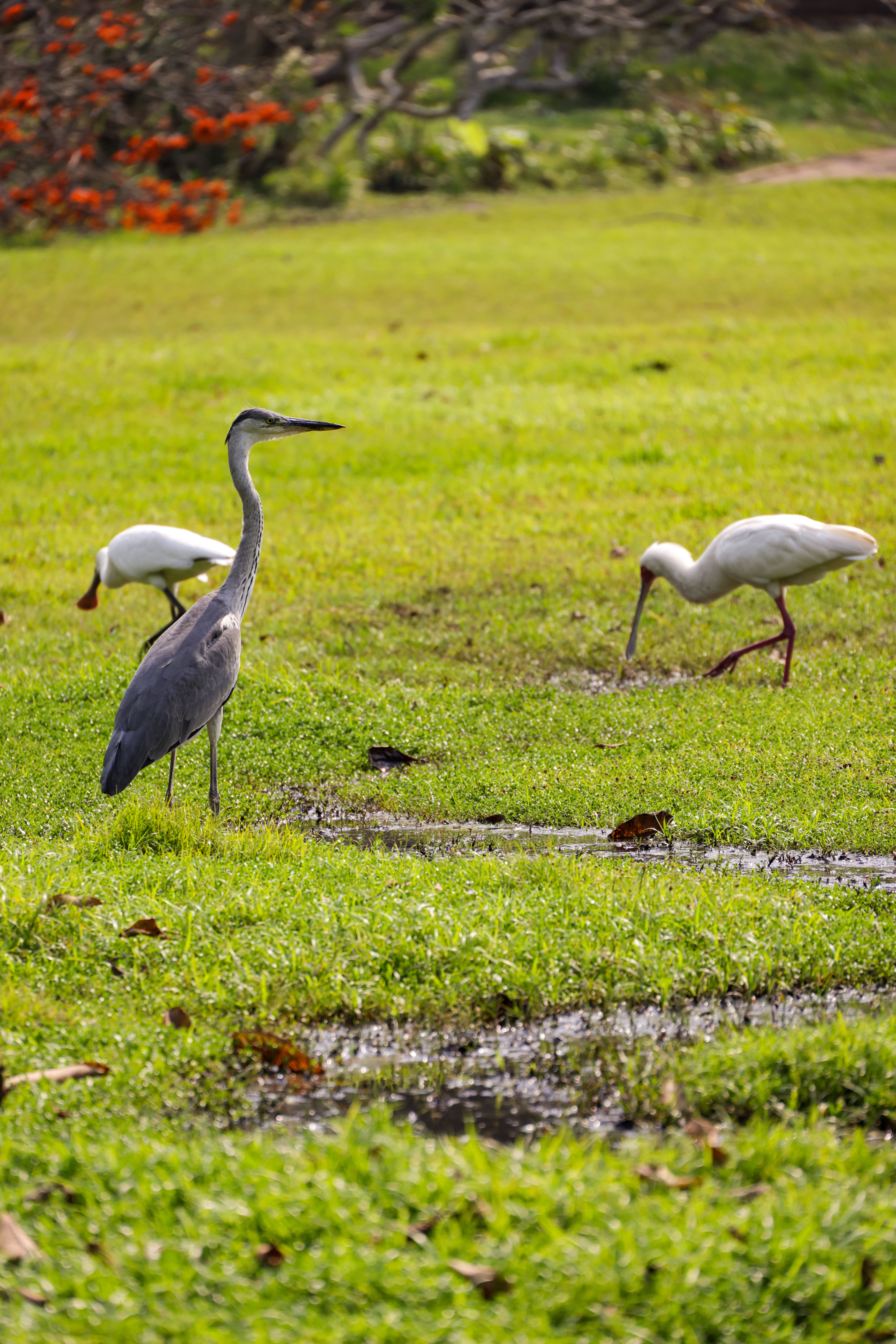 A peaceful scene of diverse birds in a vibrant green meadow during the daytime.