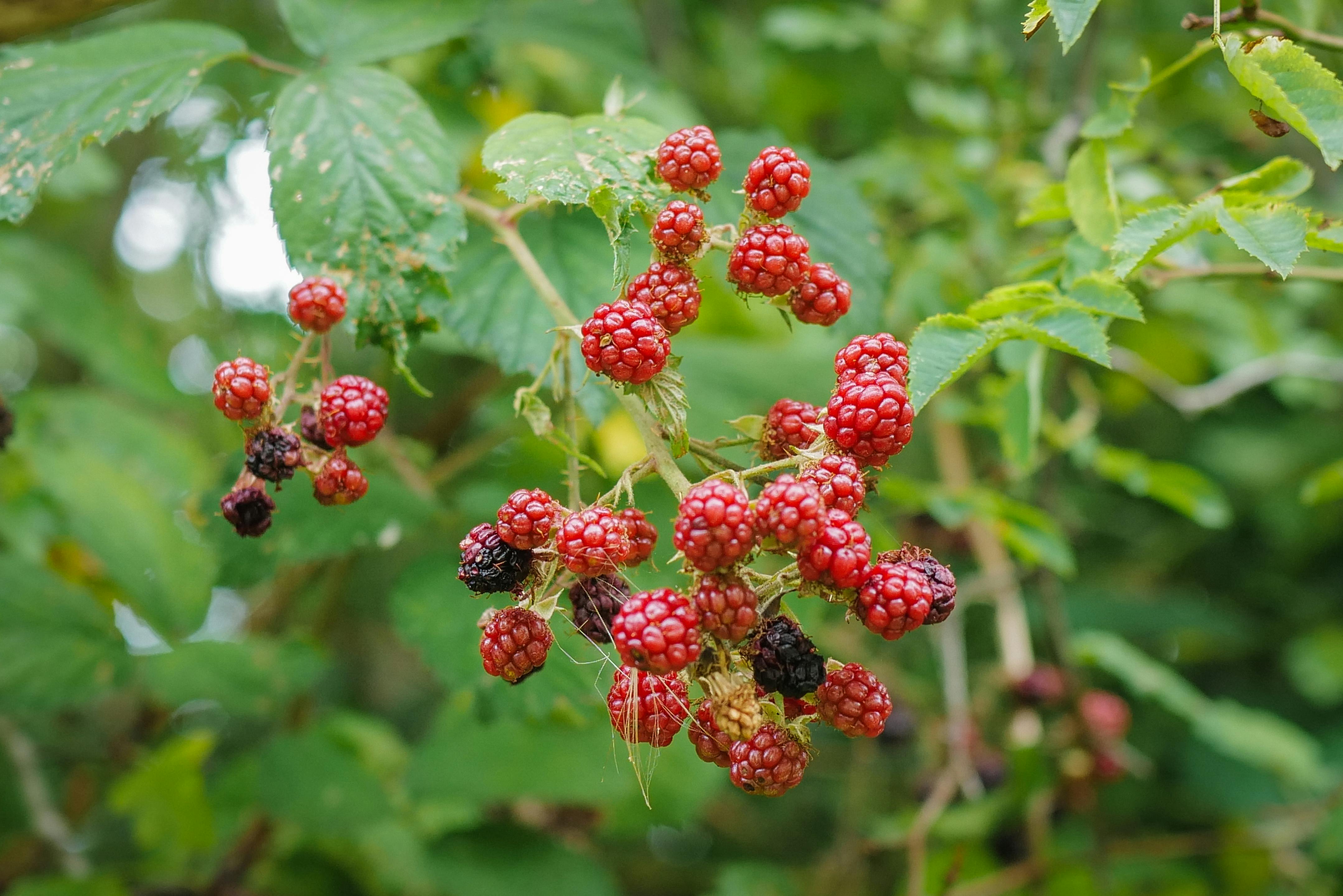 건강한 영양소 그래픽