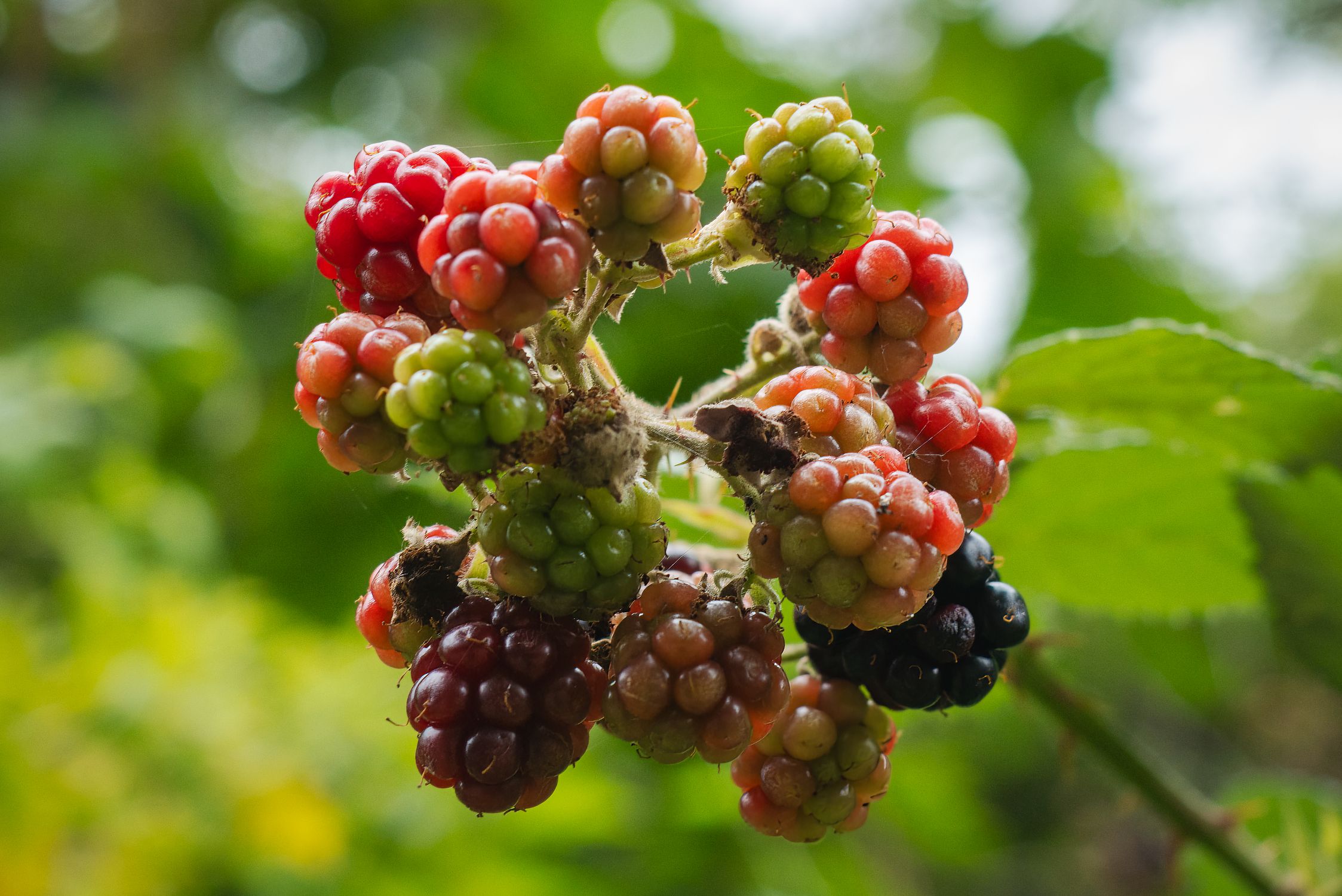 Under Ripe Blackerry Close-up of Ripe and Unripe Blackberries on Vine · Free Stock Photo