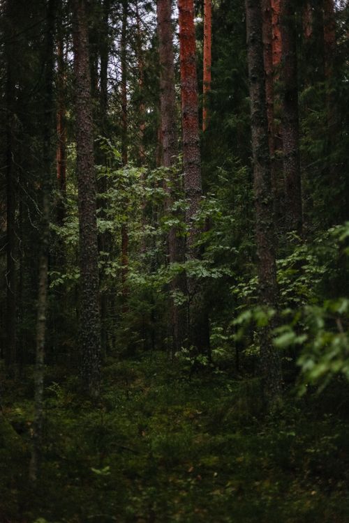 Free Lush green forest with tall pine trees, perfect for nature lovers. Stock Photo