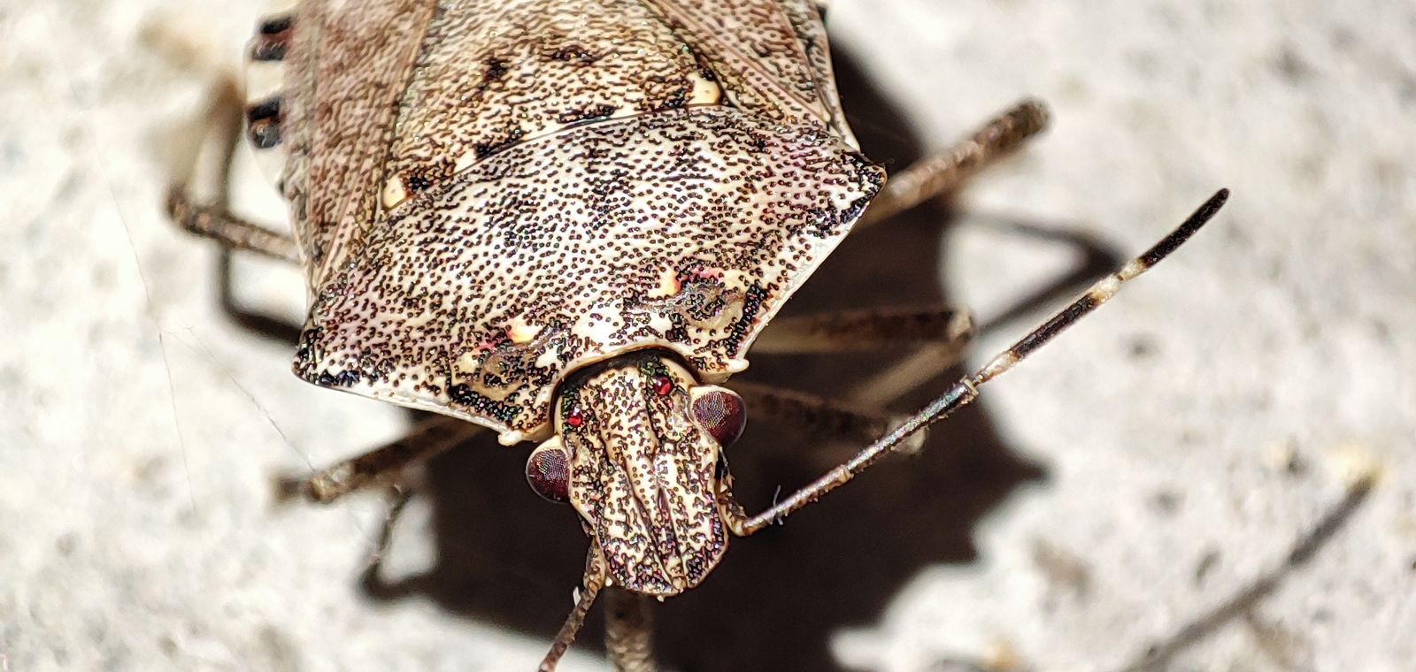 Brown marmorated stink bug on concrete