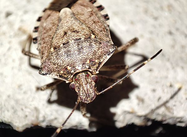 Brown marmorated stink bug on concrete