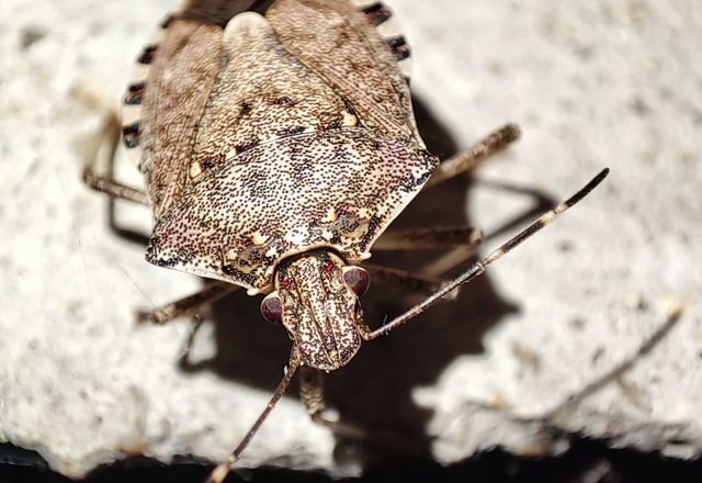 Brown marmorated stink bug on concrete