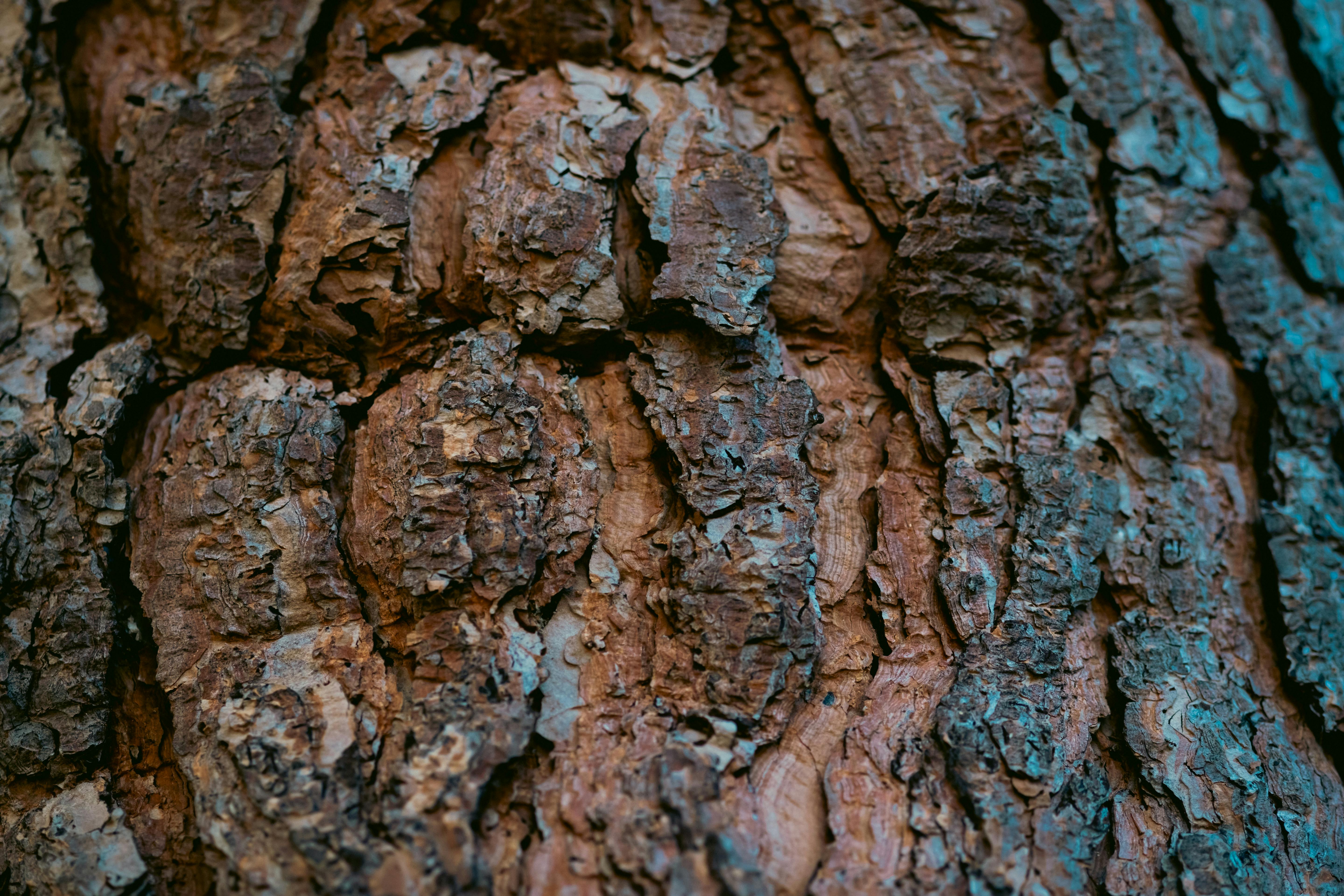 Gratuit Image en gros plan présentant la texture et le motif complexes de l’écorce des arbres. Photos