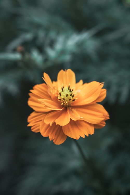 Free Detailed close-up of a vibrant orange cosmos flower in full bloom against a blurred background. Stock Photo