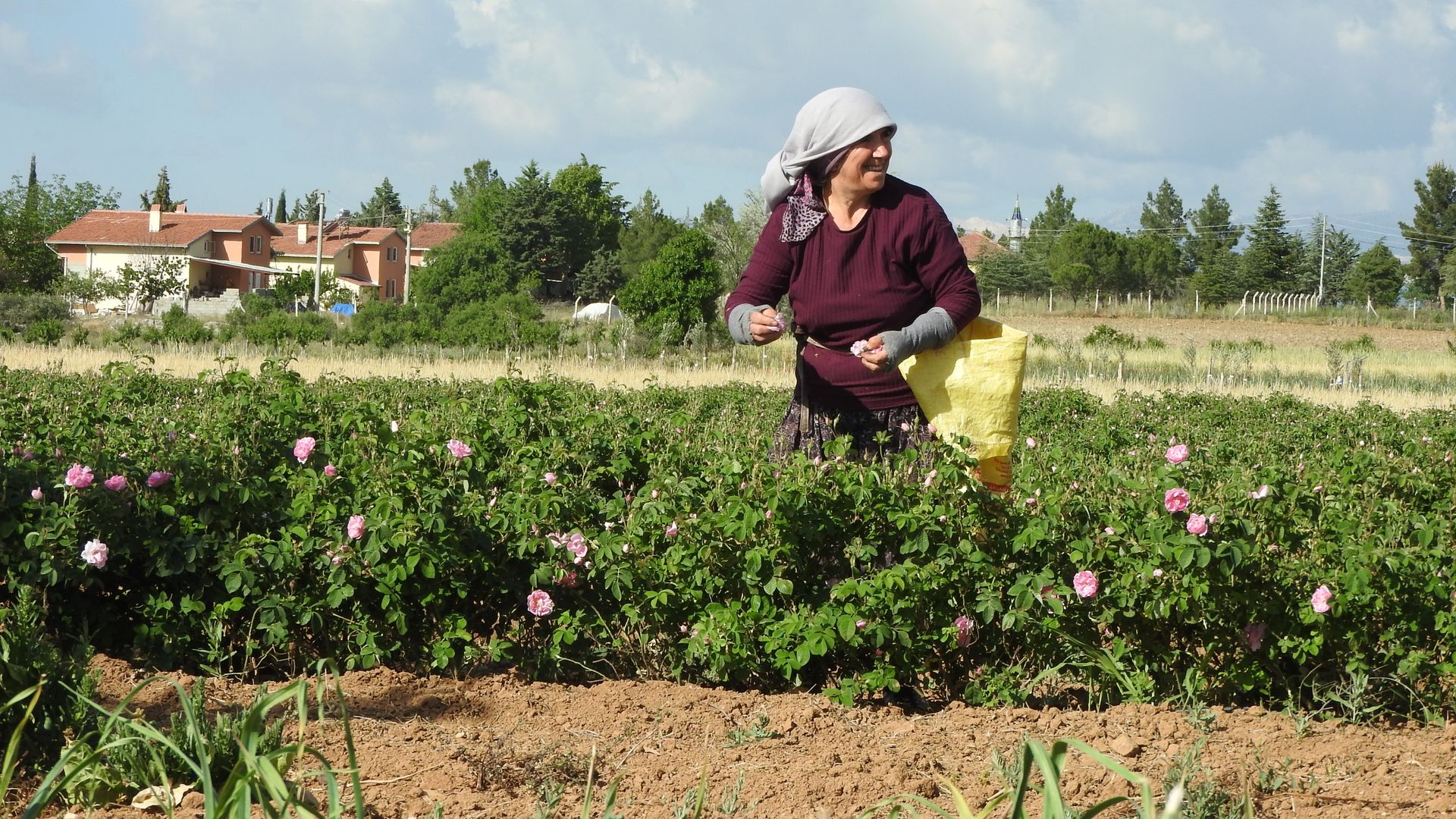 A woman in rural attire harvesting roses on a sunny day, surrounded by lush greenery.