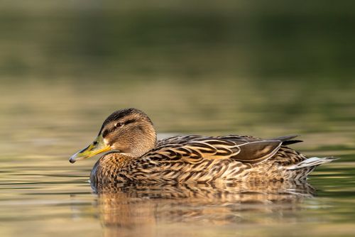 Free A mallard duck gracefully floating on a calm lake in Heywood, England. Perfect wildlife capture. Stock Photo