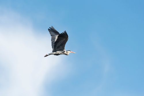 Free A majestic heron flying in the clear blue sky over Manchester, England. Stock Photo