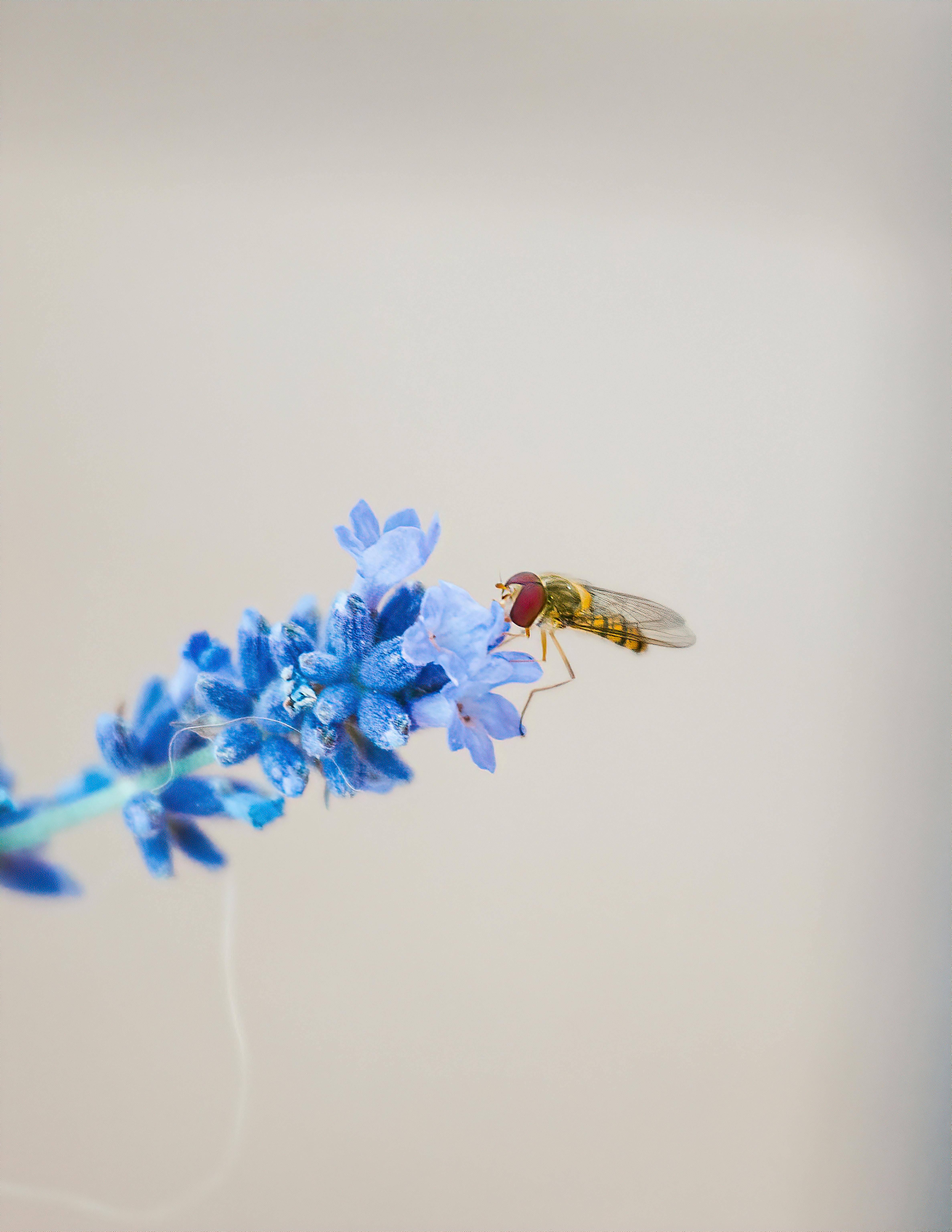 農業部花卉創新園區揭牌 陳亭妃 國際級花卉研發基地落腳後壁
