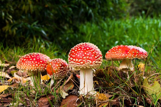 Free stock photo of nature, grass, mushrooms, fly agaric