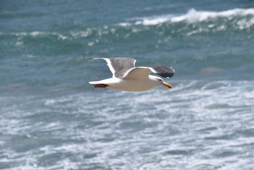 Free A seagull gracefully flies over the waves at Santa Monica beach, capturing the essence of freedom. Stock Photo
