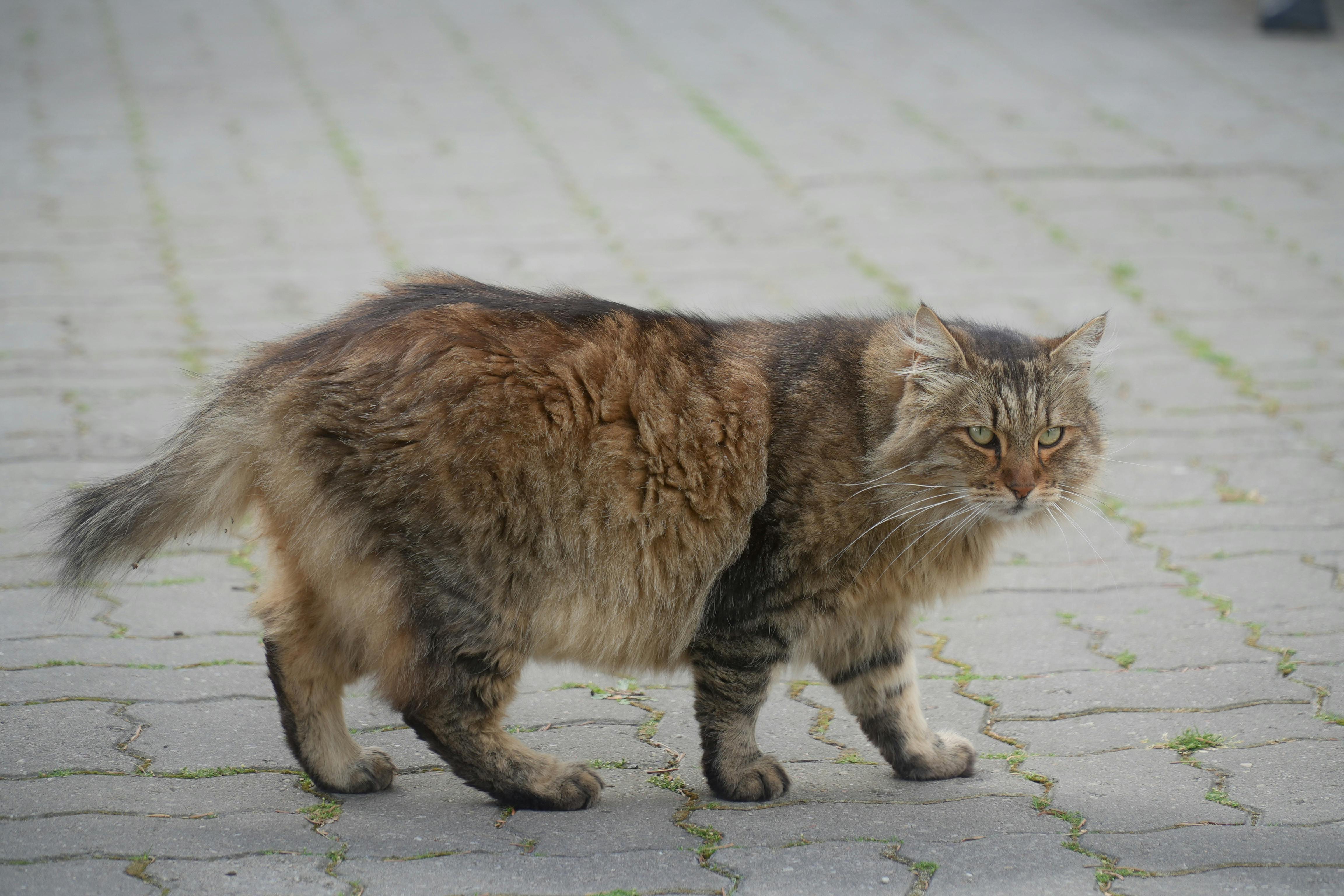 A fluffy Maine Coon cat with brown fur