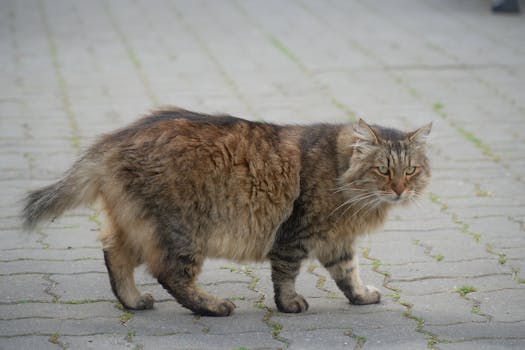 一瓶羊毛专用洗涤剂特写