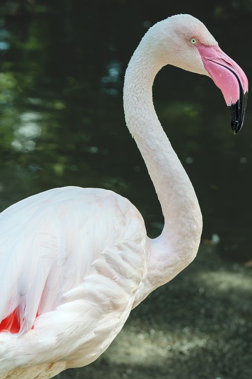 Free Close-up of an elegant flamingo posing in its natural habitat, showcasing its vibrant plumage and graceful neck. Stock Photo